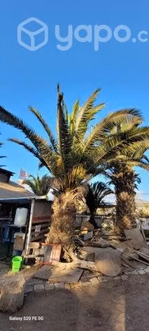 Palmeras - Imagen 4