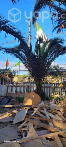 Palmeras - Imagen 2
