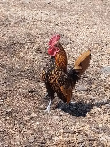Gallito sebright - Imagen 2