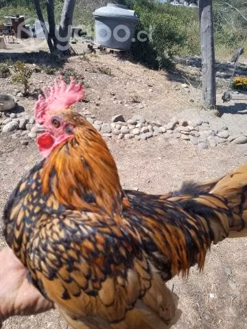 Gallito sebright - Imagen 3