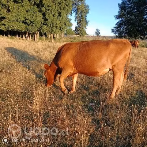 Vaca Angus Rojo Gorda - Imagen 2