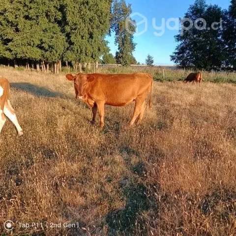 Vaca Angus Rojo Gorda - Imagen 3