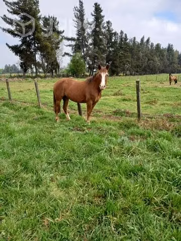 Caballo montura y arado