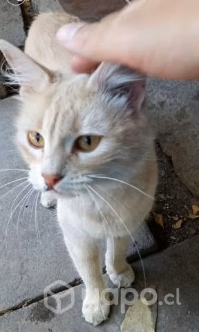 Adopción regalo gatitos y gata adulta
