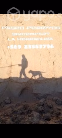 Paseo perritos todas las razas
