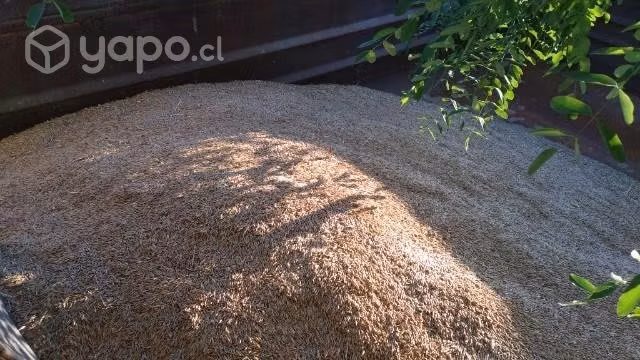 Avena rubia recién cosechada 2024