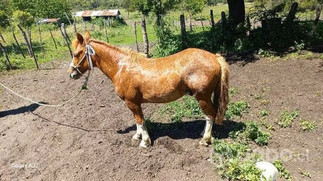 Potro ,potrillo petiso