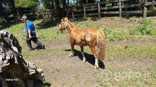Potro ,potrillo petiso