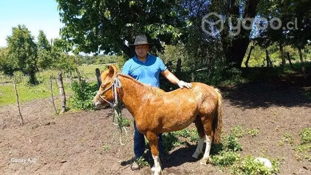 Potro ,potrillo petiso
