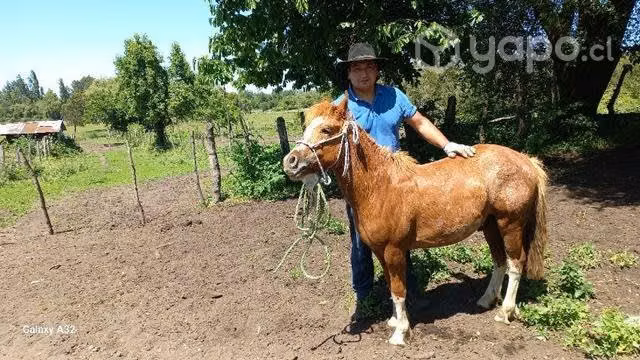 Potro ,potrillo petiso