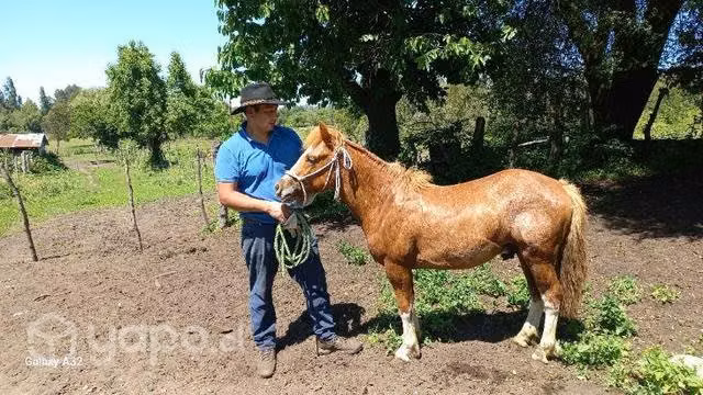 Potro ,potrillo petiso