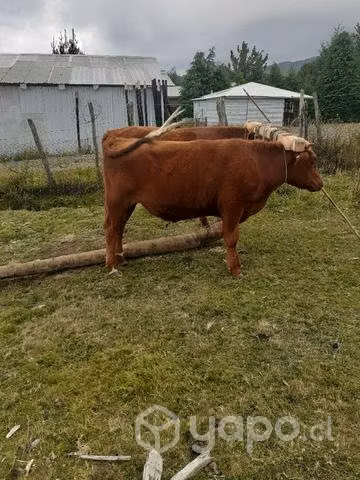 Yunta de novillos