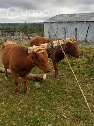 Yunta de novillos