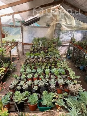 Plantas para el hogar o negocio