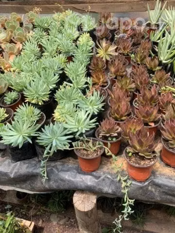 Plantas para el hogar o negocio