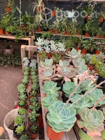 Plantas para el hogar o negocio