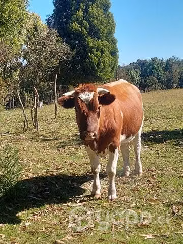 Yunta de novillos