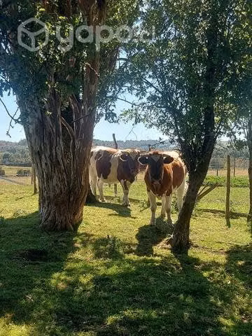 Yunta de novillos