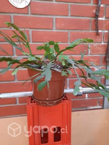Planta de interior cactus de navidad