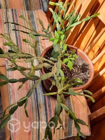 Planta de interior cactus de navidad