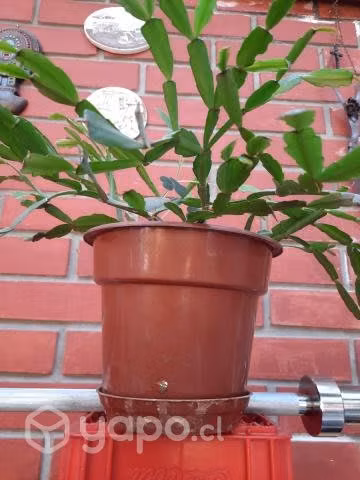 Planta de interior cactus de navidad