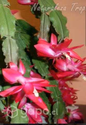Planta de interior cactus de navidad