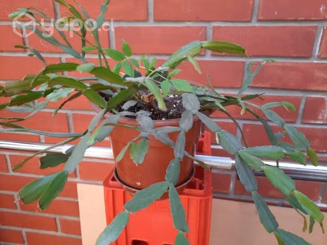 Planta de interior cactus de navidad