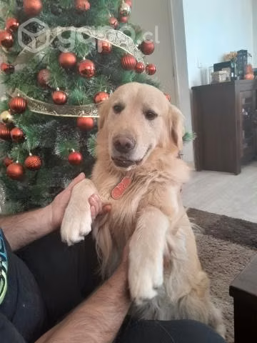 Se busca Perrita Golden para cruzar