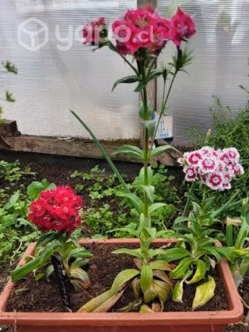 Flores y perejil