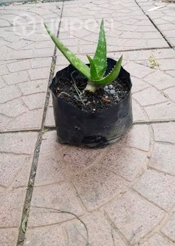aloe vera