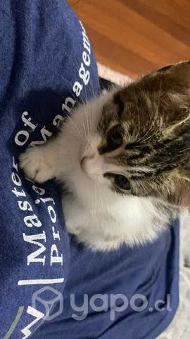 Se da en adopción a gatitos