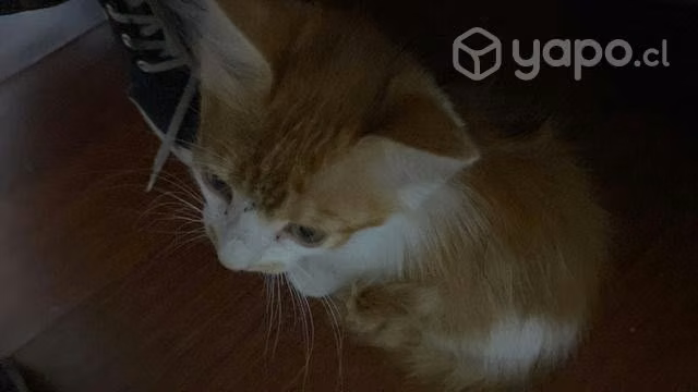 Se da en adopción a gatitos