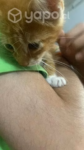 Se da en adopción a gatitos