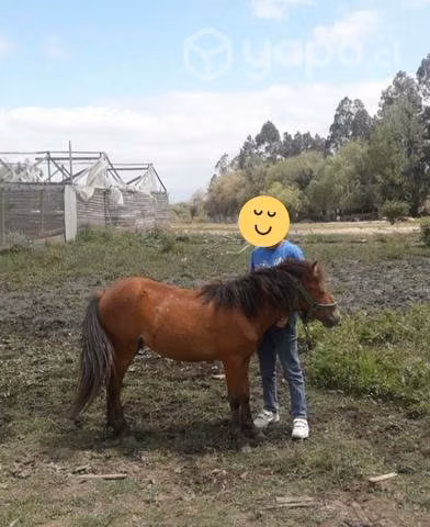 Pony 2 años - Imagen 3