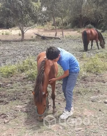 Pony 2 años - Imagen 5