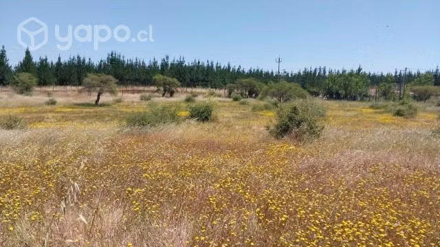 Terreno