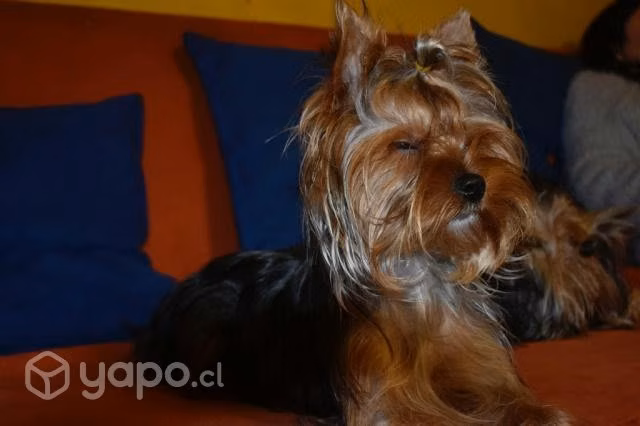 Yorkshire Terrier, Para Cruza, Hijos Multicampeón