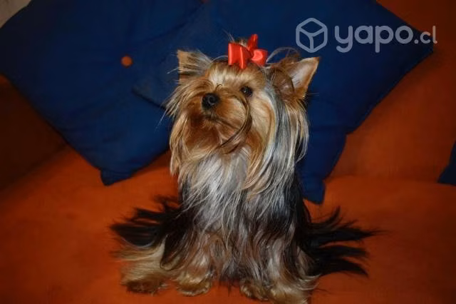 Yorkshire Terrier, Para Cruza, Hijos Multicampeón