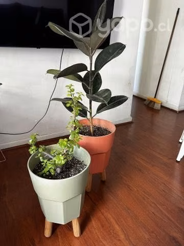 Plantas con maceteros - Imagen 3
