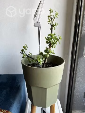 Plantas con maceteros - Imagen 2