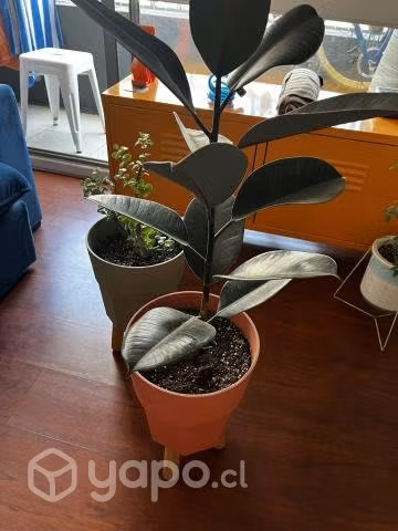 Plantas con maceteros