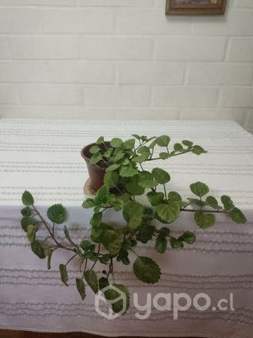 Plantas de interior y exterior