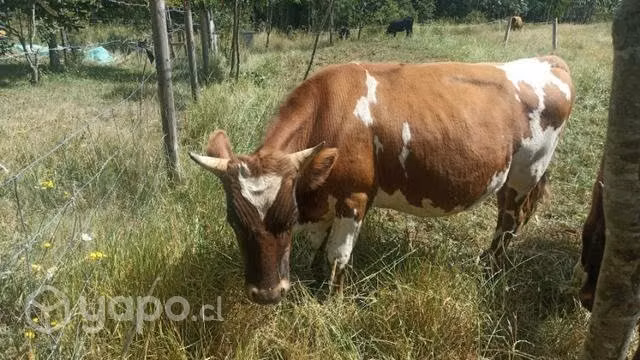 terneros - Imagen 3
