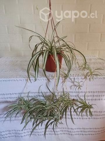 Plantas de interior y exterior