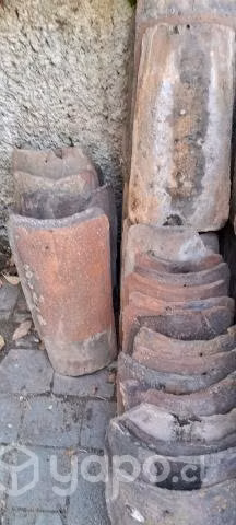 Teja chilena - Imagen 2