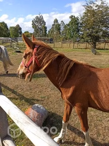 Caballos - Imagen 4