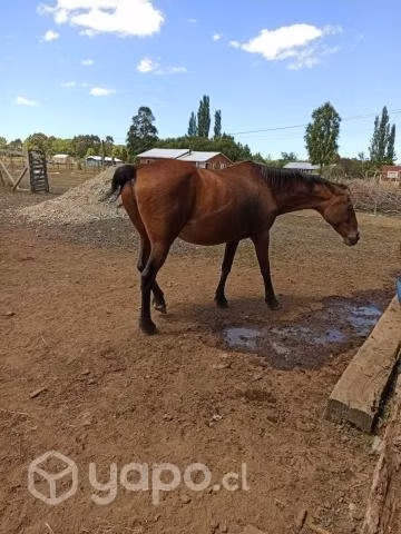 Caballos - Imagen 2
