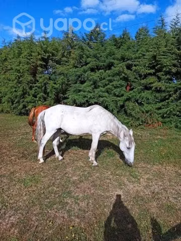 Caballos