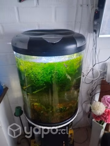 Pecera plantada