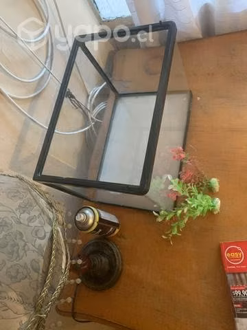 Pecera más dos planta de regalo